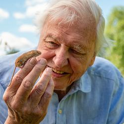 David Attenbourough smiling as he holds up a tiny harvest mouse to his face