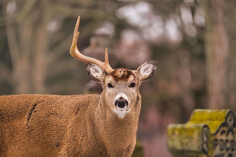 A deer buck with only one antler left on its head.