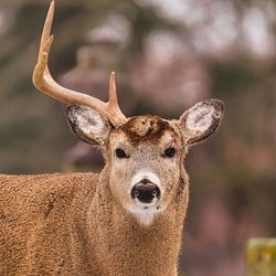 A deer buck with only one antler left on its head.