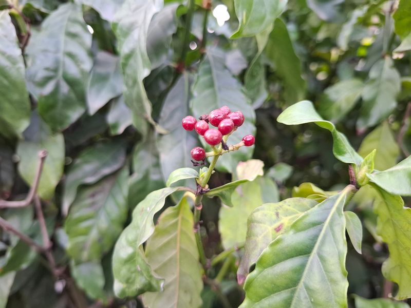 A psychotria plant, which produces DMT