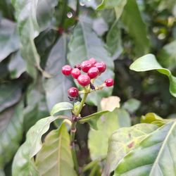 A psychotria plant, which produces DMT