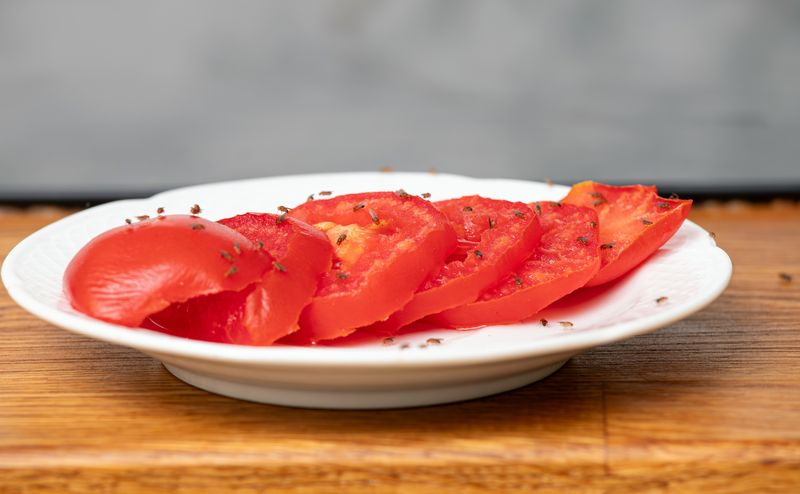 fruit flies on a plate of sliced tomato