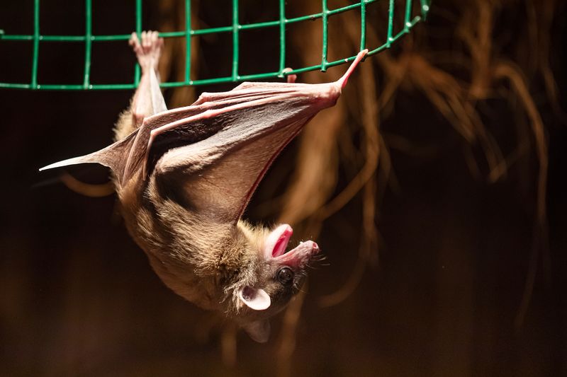 a Egyptian fruit bat hanging upset down.