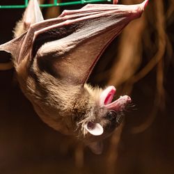 a Egyptian fruit bat hanging upset down.