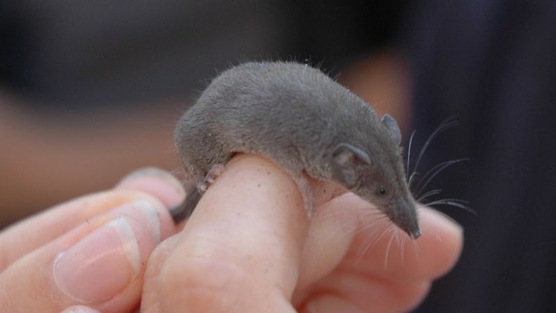 Close up of an Etruscan shrew being held on a human finger
