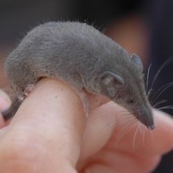 Close up of an Etruscan shrew being held on a human finger