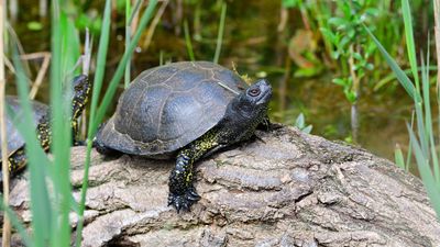 A European pond turtle sunning itself on a rock.