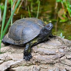 A European pond turtle sunning itself on a rock.