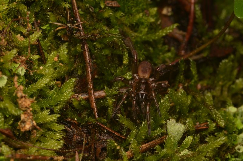 A small brown trapdoor spider just over 2cm. It's the newly rediscovered Fagilde’s trapdoor spider