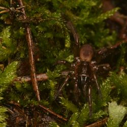 A small brown trapdoor spider just over 2cm. It's the newly rediscovered Fagilde’s trapdoor spider