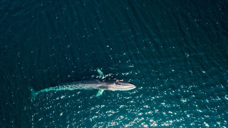 A birds eye view of a Fin whales (Balaenoptera physalus) in the ocean.