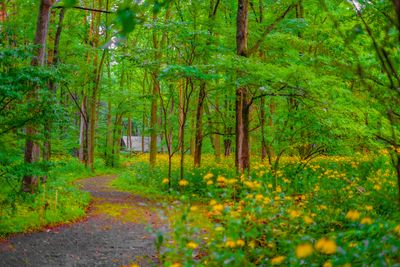 forest path with yellow flowers and trees