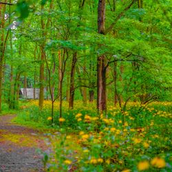forest path with yellow flowers and trees