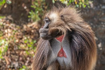 Gelada Baboon, Theropithecus Gelada, in Simien Mountains National Park, Amhara region, North Ethiopia