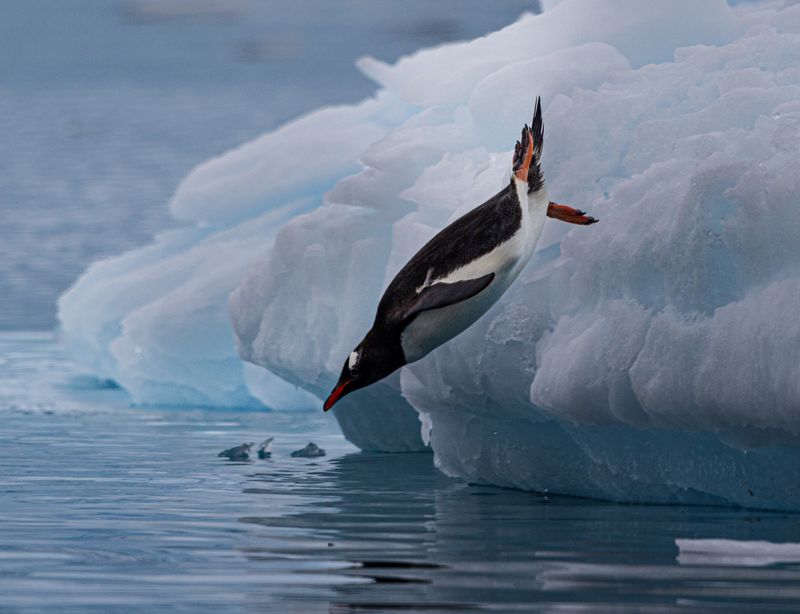A gentoo penguin dives off an iceburg into the water, captured at the perfect moment before the bird hits the surface.