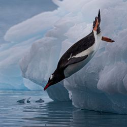 A gentoo penguin dives off an iceburg into the water, captured at the perfect moment before the bird hits the surface.