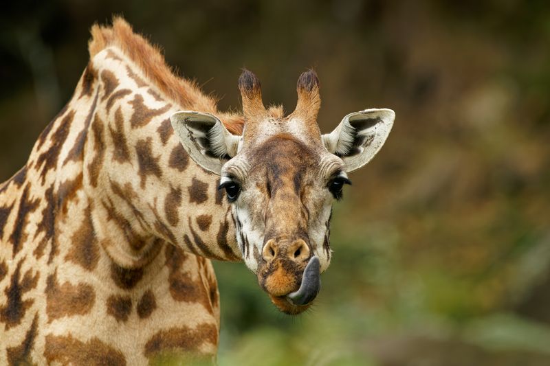 A giraffe looks at the camera with its dark colored tongue out