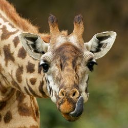A giraffe looks at the camera with its dark colored tongue out