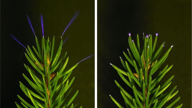 Coronae glow on the tips of spruce needles, induced by charged metal plates in a laboratory.