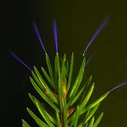 Coronae glow on the tips of spruce needles, induced by charged metal plates in a laboratory.