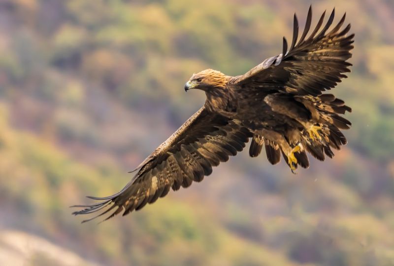 A golden eagle, bird of prey, in flight