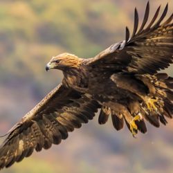 A golden eagle, bird of prey, in flight