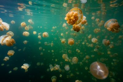golden jellyfish seen underwater in Jellyfish Lake, Palau