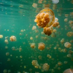 golden jellyfish seen underwater in Jellyfish Lake, Palau