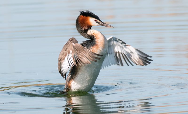 A great crested grebe rises out of the water with its wings partially outstretched 