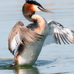 A great crested grebe rises out of the water with its wings partially outstretched 