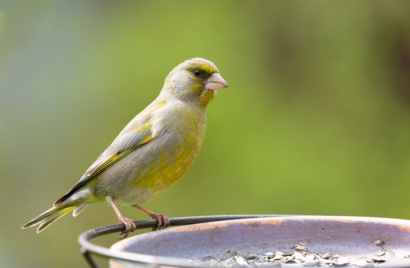 A greenfinch perches on the edge of a bird feeder with seeds