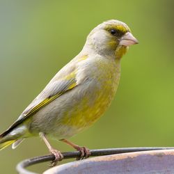 A greenfinch perches on the edge of a bird feeder with seeds