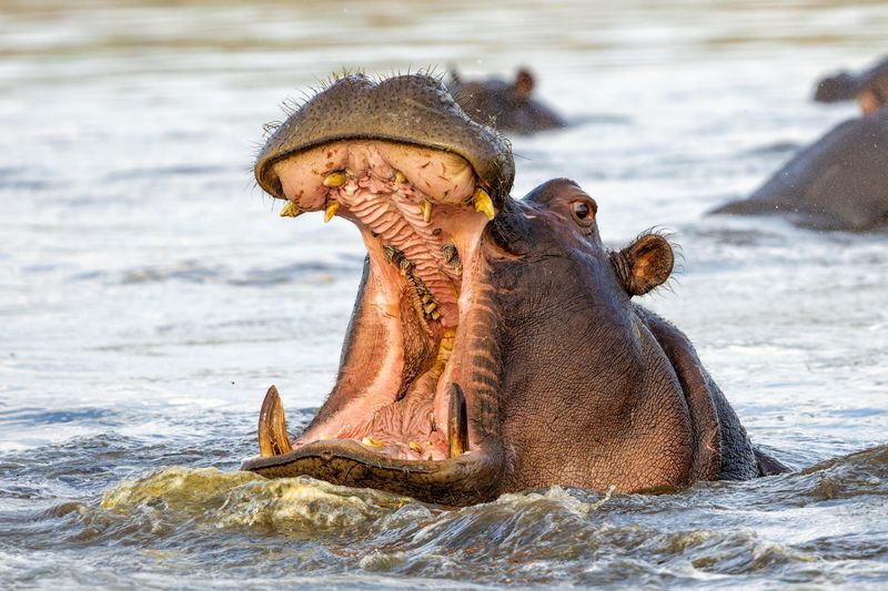 A photo showing a hippo raising its head out of the water. It's mouth is completely open, revealing its spear-like tusks. There are a few other hippos visible in the background but they are mostly submerged and blurry. 