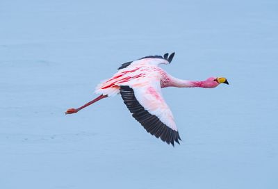 A James' flamingo flying with bright pink features, black wing edges and a funky yellow bill. 