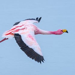 A James' flamingo flying with bright pink features, black wing edges and a funky yellow bill. 