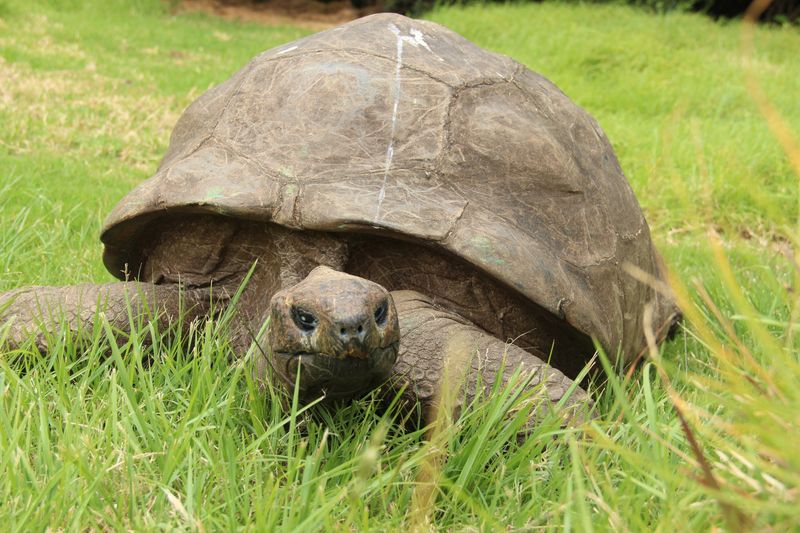  Jonathan, the world's oldest tortoise, is "very much alive and well." 