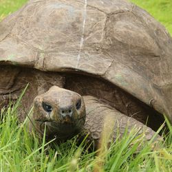  Jonathan, the world's oldest tortoise, is "very much alive and well." 