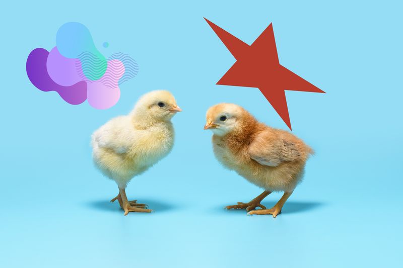 Two chickens with the kiki-bouba effect shapes