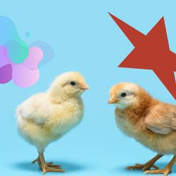 Two chickens with the kiki-bouba effect shapes