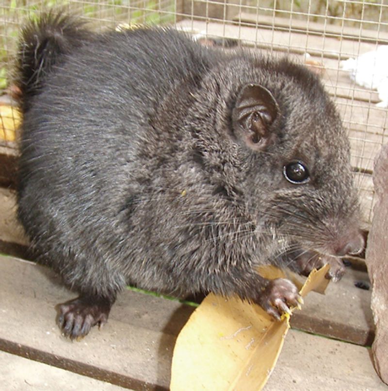 Young male Laotian rock rat, Laonastes aenigmamus (
