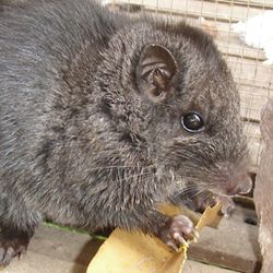 Young male Laotian rock rat, Laonastes aenigmamus (
