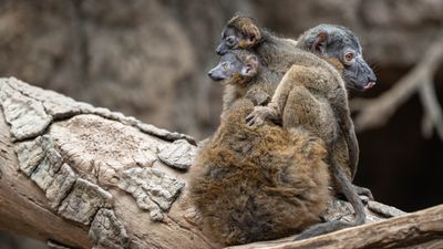 Two young collared brown lemurs clinging on to their mother.