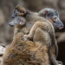 Two young collared brown lemurs clinging on to their mother.