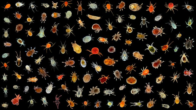 A colorful image of lots of different species of mites on a black background.