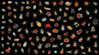 A colorful image of lots of different species of mites on a black background.