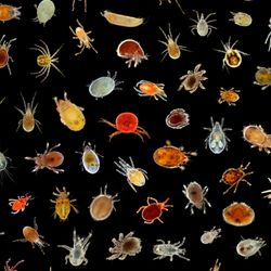 A colorful image of lots of different species of mites on a black background.