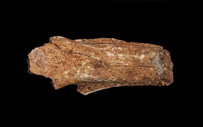 Fossilized bone of Megalibgwilia owenii - dorsal