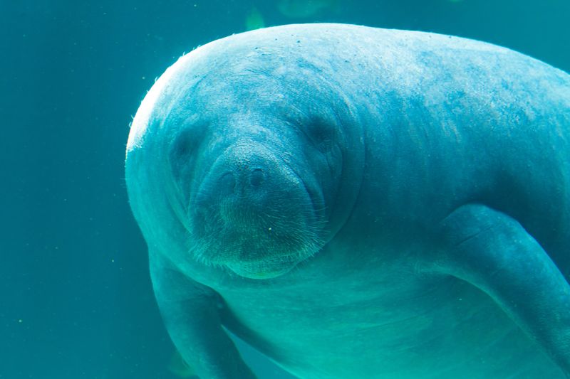 A stock image of a manatee (not Romeo) at Mote Marine Laboratory & Aquarium in Sarasota, Florida.