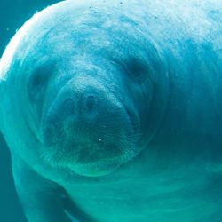 A stock image of a manatee (not Romeo) at Mote Marine Laboratory & Aquarium in Sarasota, Florida.