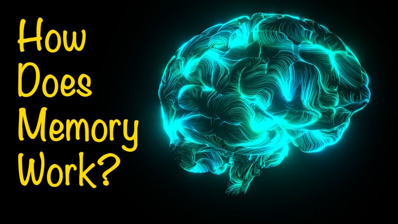 blue brain image on a black background to the right of yellow text that reads How Does Memory Work?